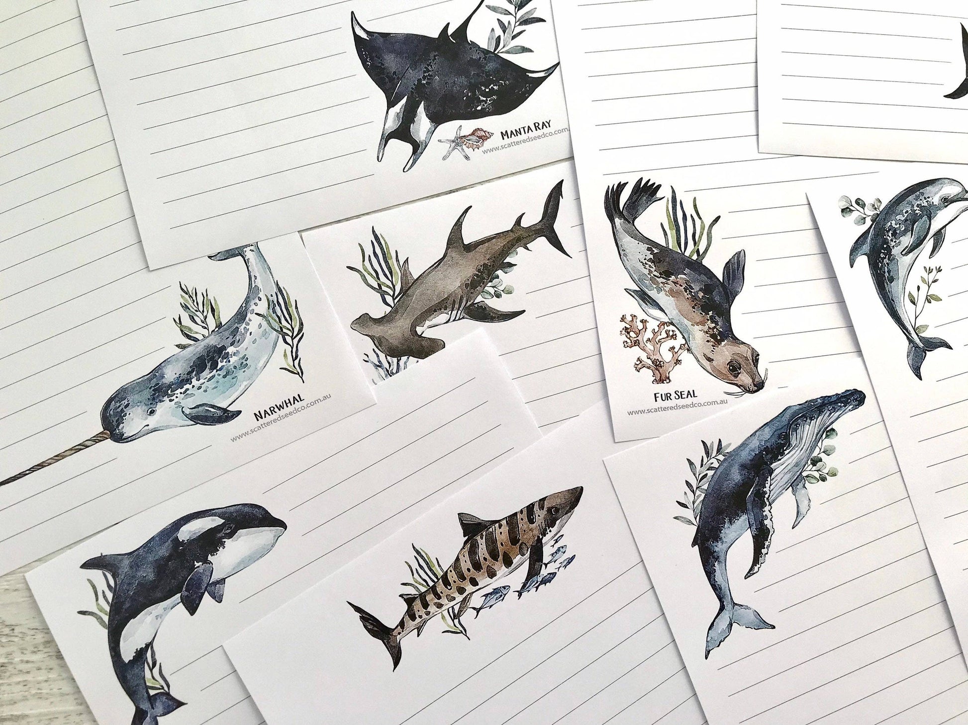 Set of cards with illustrations of marine animals on a lined paper background